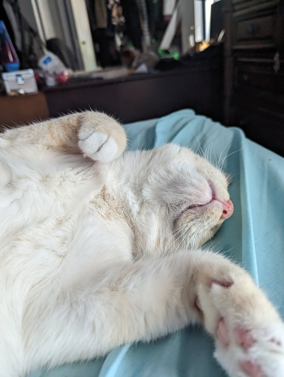 latkitten's tweet image. Keep finding this weird, gross fish in my bed. Anyone have any advice on what to do?