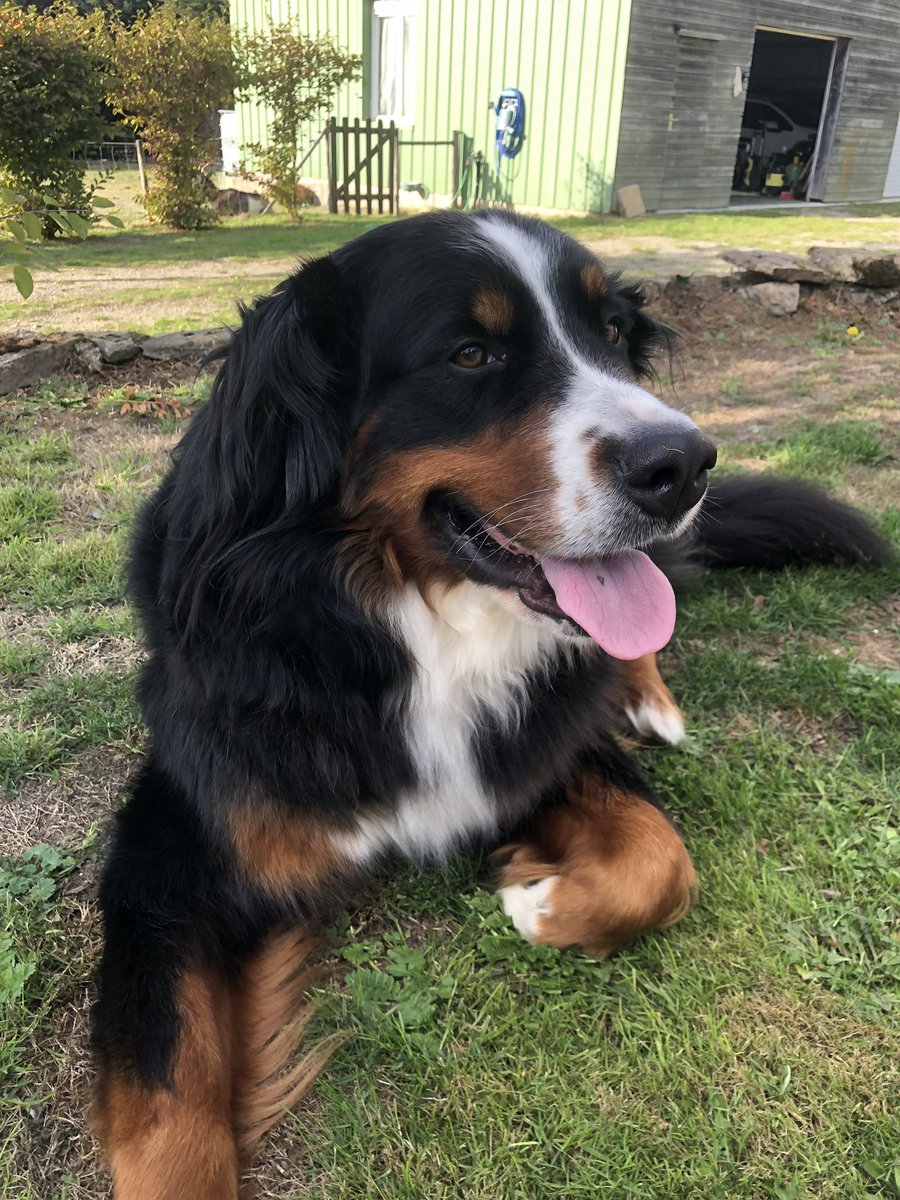 gigapicsou's tweet photo. La fratrie grandit bien 🤩 reste plus qu’à leur trouver de bonnes familles #bouvier #bernois #bouvierbernois #boubou #chien #chiot #lof https://t.co/g4ZiYyrdiu