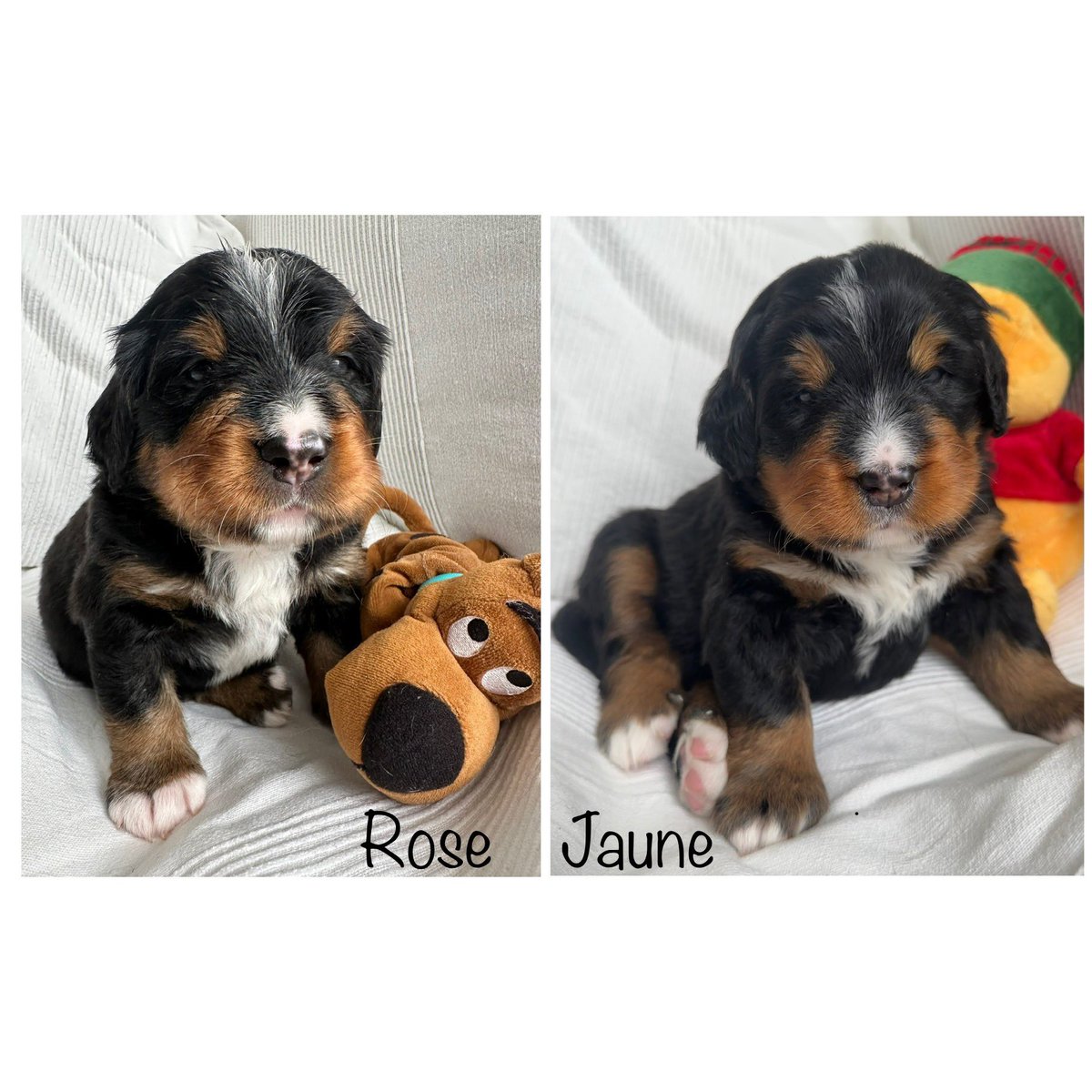 gigapicsou's tweet photo. La fratrie grandit bien 🤩 reste plus qu’à leur trouver de bonnes familles #bouvier #bernois #bouvierbernois #boubou #chien #chiot #lof https://t.co/g4ZiYyrdiu