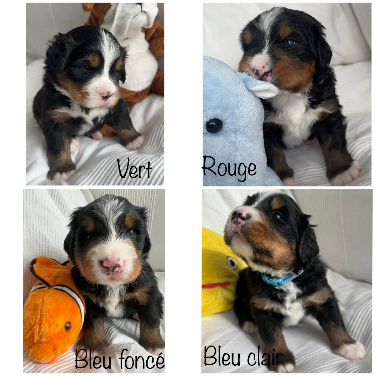 gigapicsou's tweet photo. La fratrie grandit bien 🤩 reste plus qu’à leur trouver de bonnes familles #bouvier #bernois #bouvierbernois #boubou #chien #chiot #lof https://t.co/g4ZiYyrdiu
