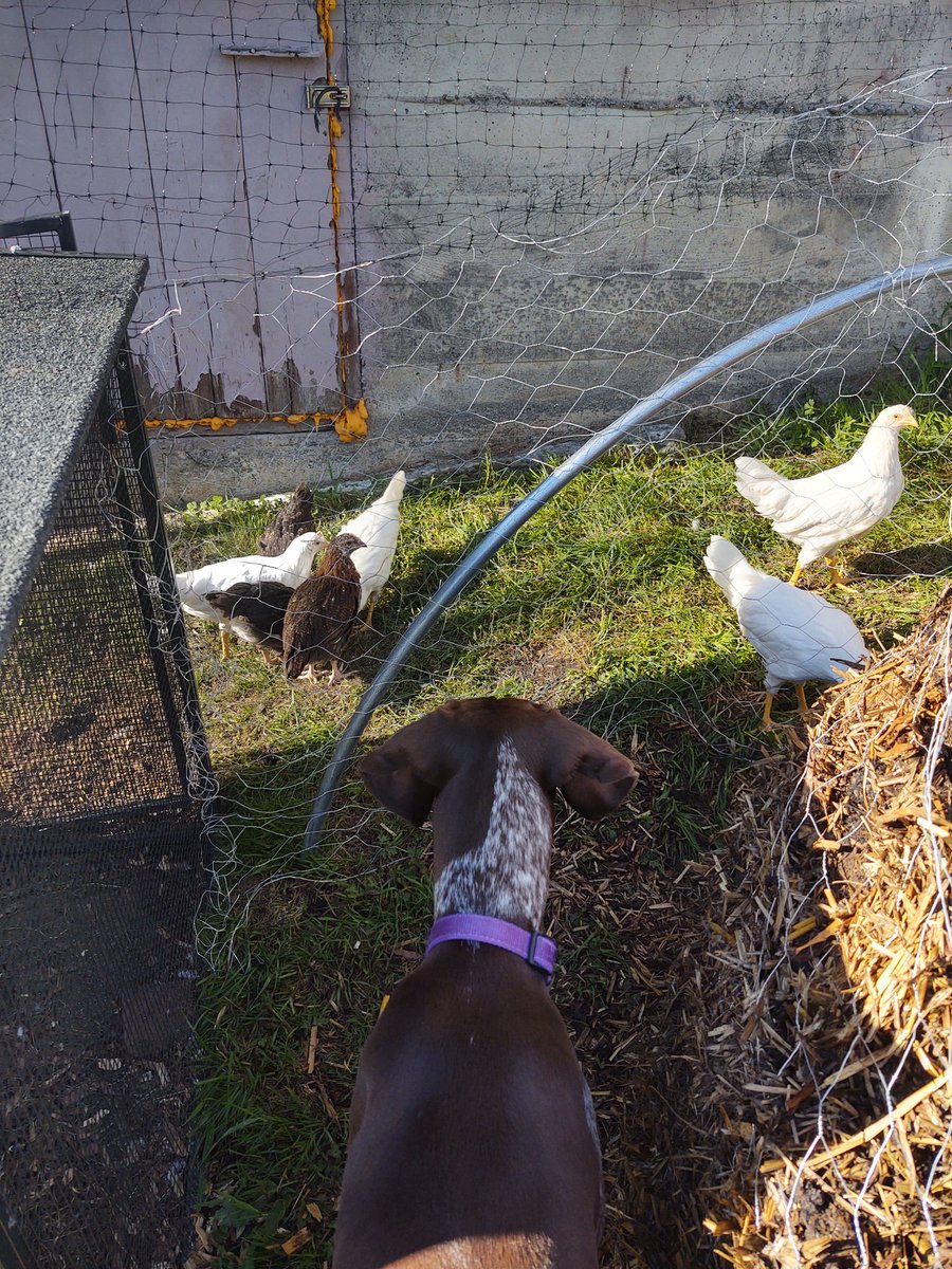 RoseHuxford's tweet photo. The temptation is real when you have a bird dog 🐕🤪 #germanshorthairedpointer #lifewithdogs #lifewithchickens #storieswithanimals #bookideas https://t.co/hC4XRkXXQS