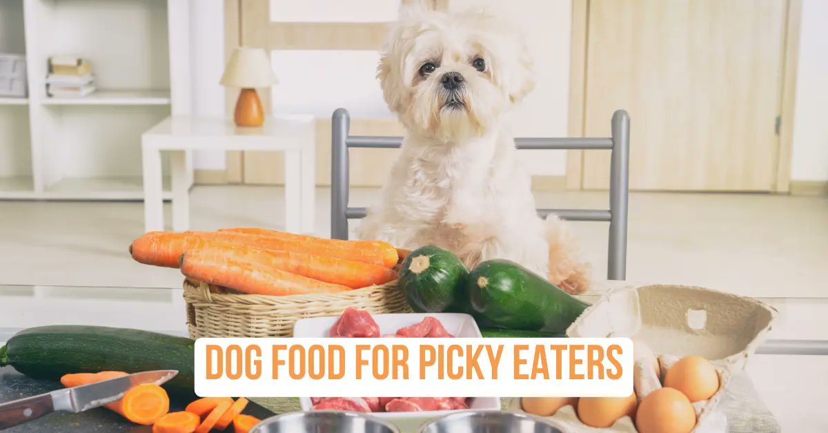 dogtraincourse's tweet photo. If you're struggling to find the perfect food for your picky pup, look no further! 🐾 Our Top 5 Best Dog Foods for Picky Eaters will have your furry friend's tail wagging with delight. 
https://t.co/IWgE5m8rL1
#dogfood #pickydog #healthydogfood https://t.co/hb08SCVTuJ