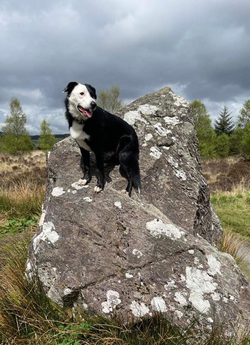 KarenBrackenri4's tweet photo. Bank holiday break with my mom (owner) @gallowayforest Visited Murray’s Monument and Bruce’s Stone…pic #MeetMurray’s Stone! 🐾🐾 https://t.co/AF1pbhzm5n