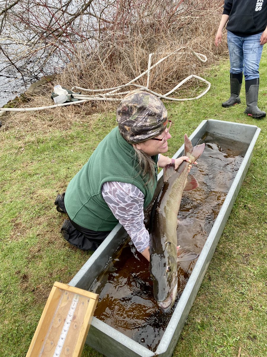 smtownplussize's tweet photo. Look at the big 45.7 inch musky the Wisconsin DNR caught yesterday at the Wisconsin Governor's Fishing Opener weekend in Phillips, and Price County.

#PriceCountyWI #TravelNorthwestWI #WIFishingOpener #MWTravel #TravelWisconsin #musky #northwoods #smalltownplussize https://t.co/W0muqe8JQq
