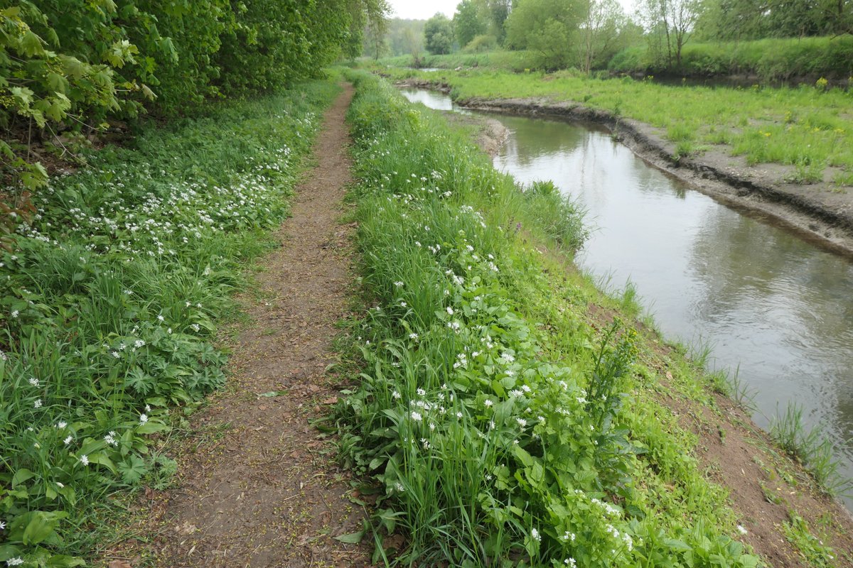 Baeche_Fluesse's tweet photo. #Göttingen #Leine
Heutiger Spaziergang. Bärlauch, Klatschmohn...
Aus einem Strömungslenker wird eine Insel.
Was ist das für ein Insekt??? https://t.co/bOIgIQzCi2