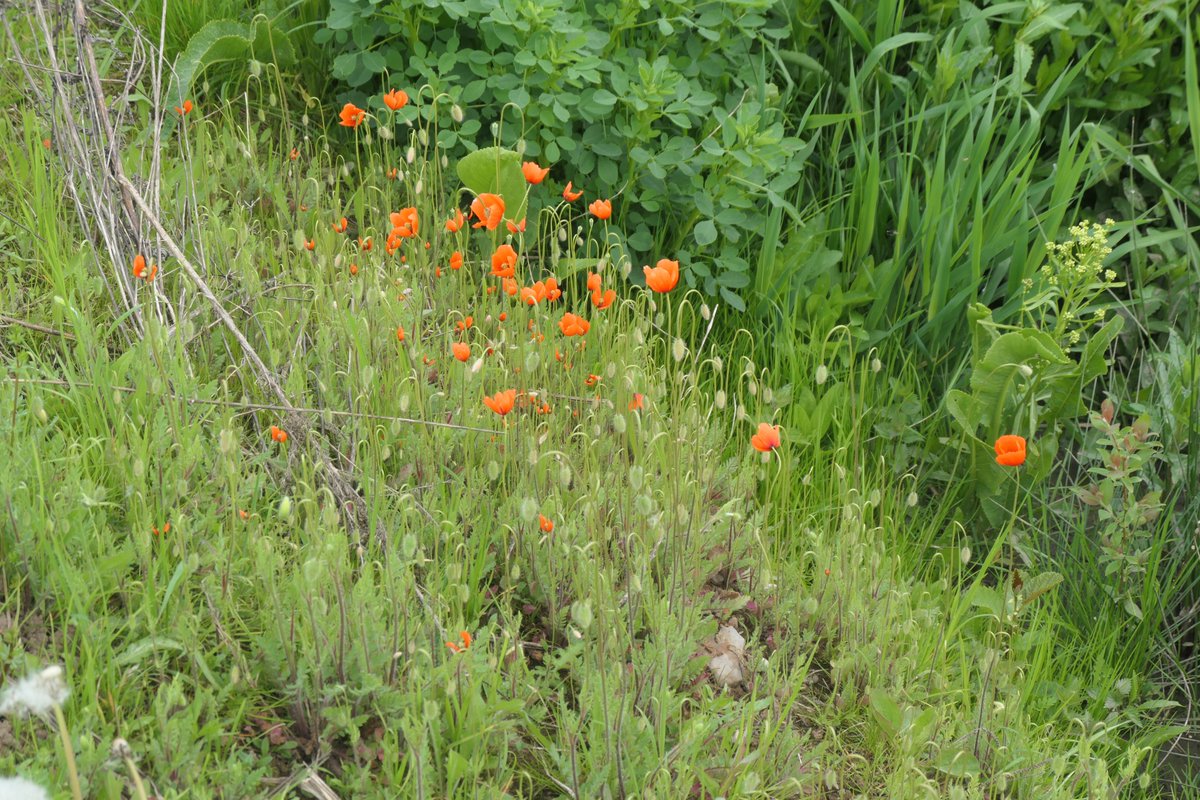 Baeche_Fluesse's tweet photo. #Göttingen #Leine
Heutiger Spaziergang. Bärlauch, Klatschmohn...
Aus einem Strömungslenker wird eine Insel.
Was ist das für ein Insekt??? https://t.co/bOIgIQzCi2