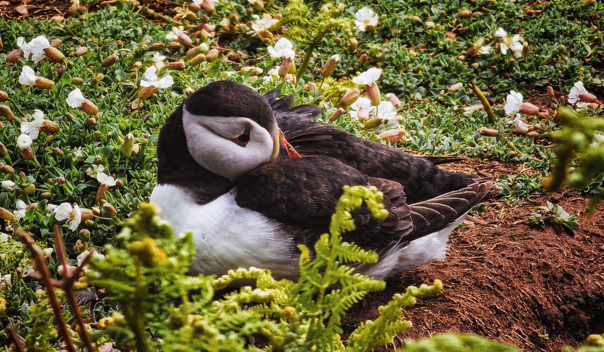 authorJDTurner's tweet photo. 🐧

#puffins #skomerisland #wildlifephotography https://t.co/bN5M8ZQCew