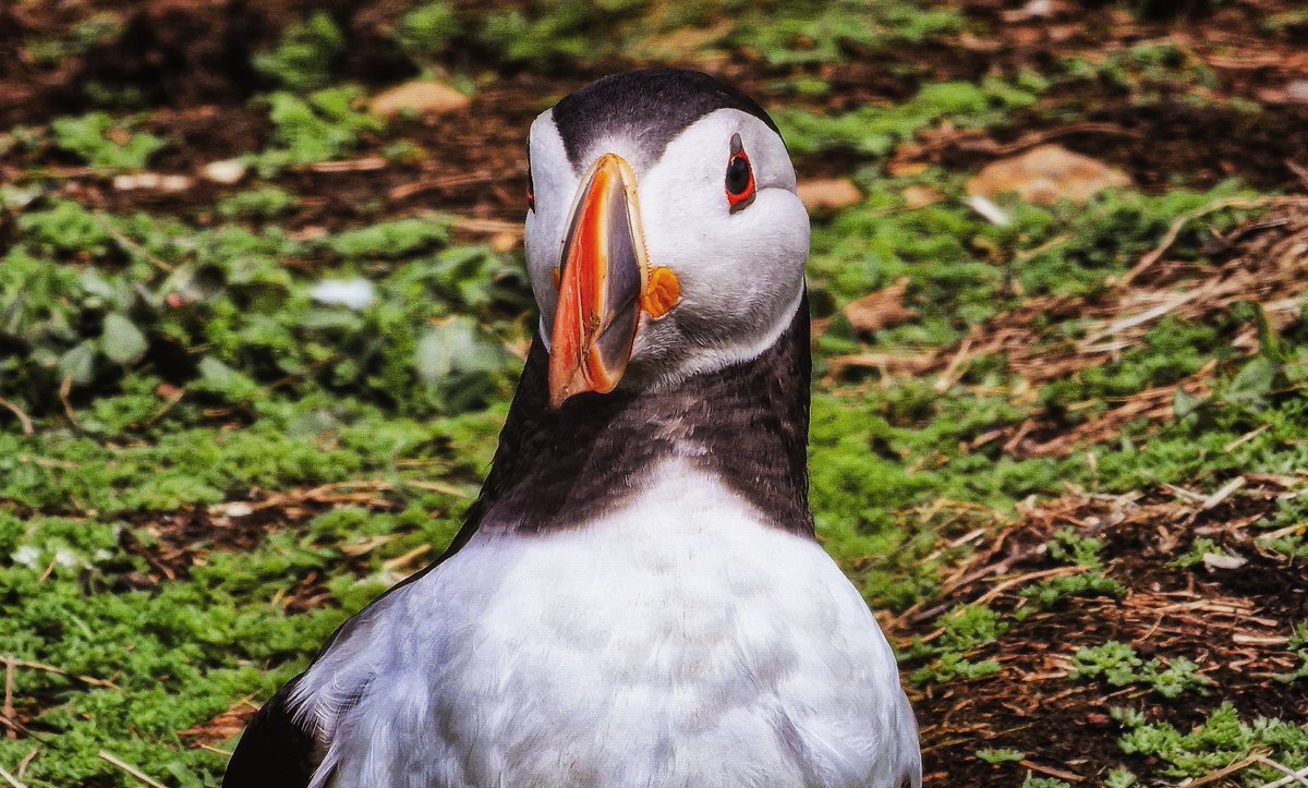 authorJDTurner's tweet photo. 🐧

#puffins #skomerisland #wildlifephotography https://t.co/bN5M8ZQCew
