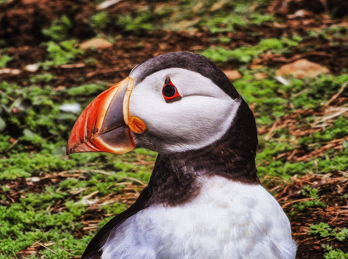 authorJDTurner's tweet photo. 🐧

#puffins #skomerisland #wildlifephotography https://t.co/bN5M8ZQCew