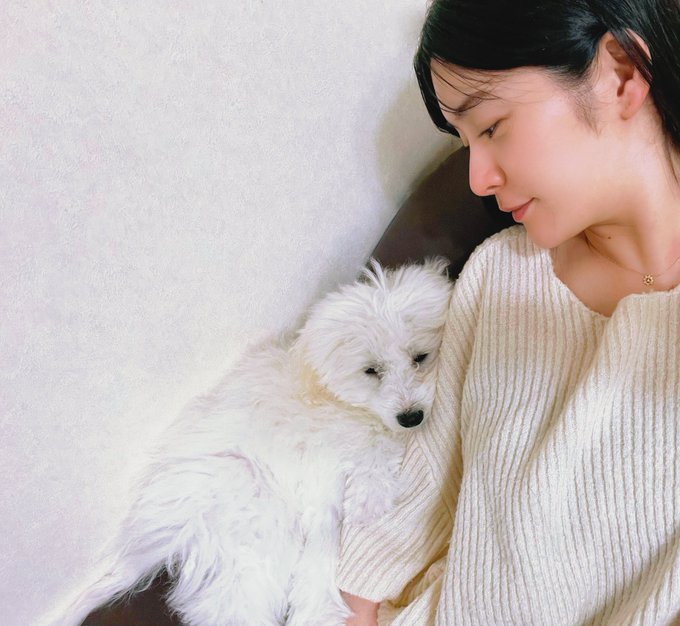 4ヶ月のビションフリーゼ♡ マルくん🐩  甘えん坊な赤ちゃん🤱  ずっとくっついてくる&cap;(*&acute;｀&cap;)🫧 https://t.co/ahCn5cbGmi