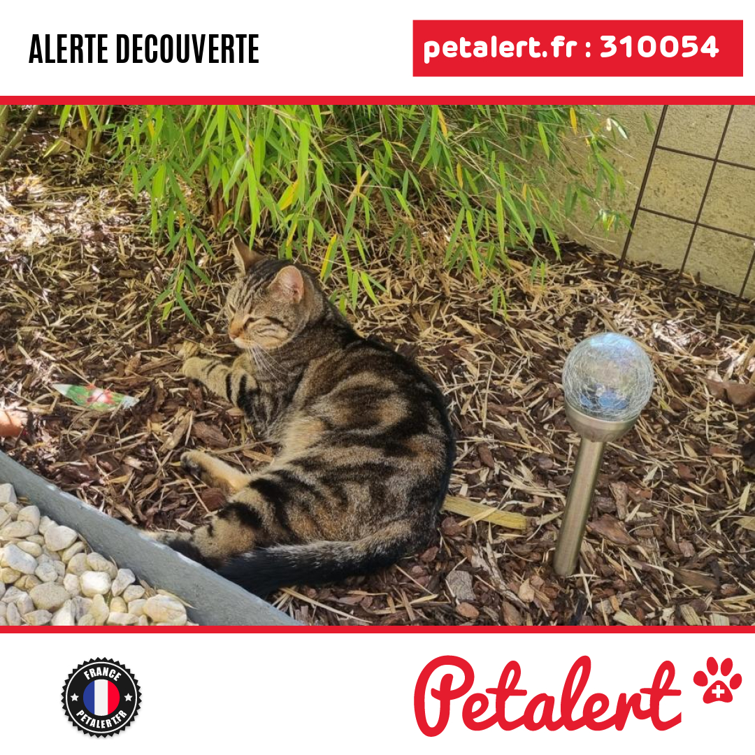 petalert_france's tweet photo. Trouvé #Chat #Essonne #Montlhery #Petalert #PetAlert91 / https://t.co/vFaW5oRjKH https://t.co/Cho0oJWP8M