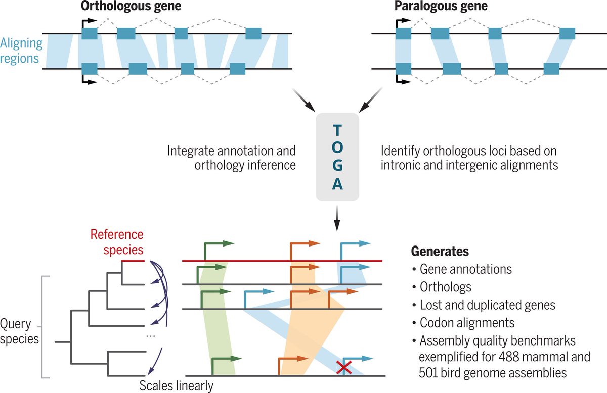 Researchers in Science present a method used to compare genes between nearly 500 species of mammals. scim.ag/2sx #Zoonomia