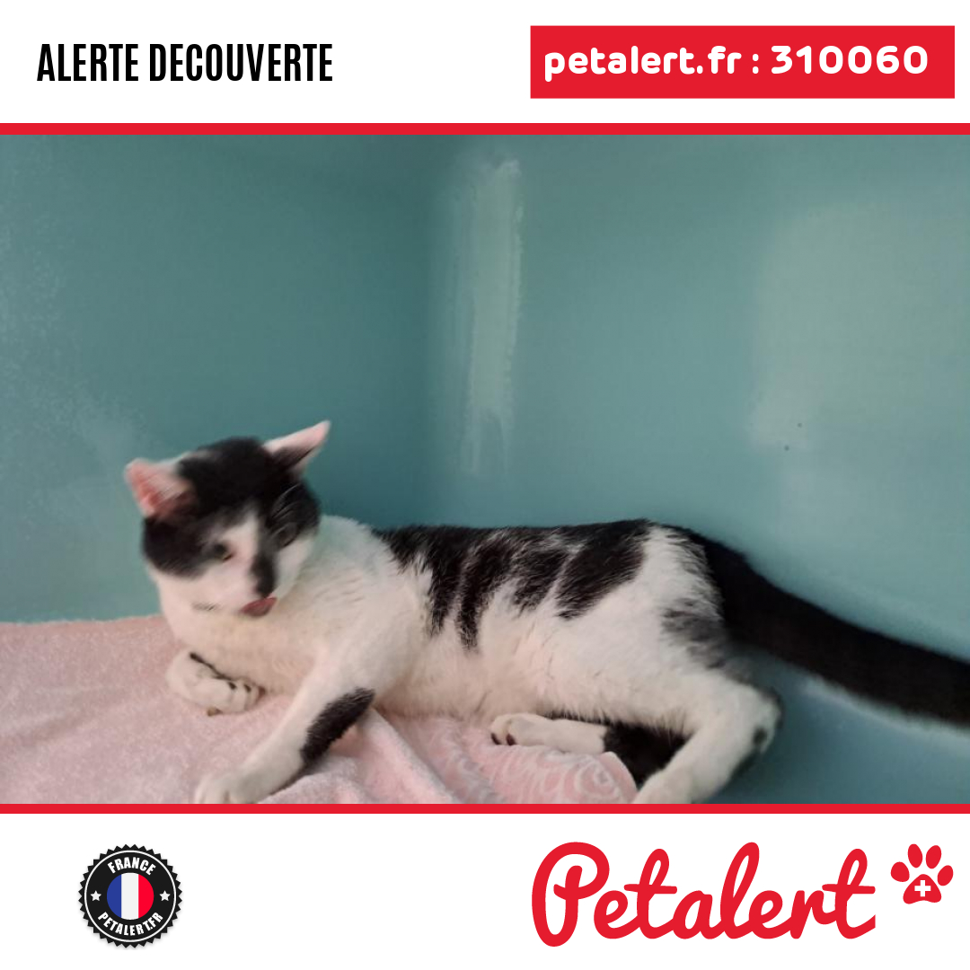 petalert_france's tweet photo. Trouvé #Chat #LoirEtCher #Vendome #Petalert #PetAlert41 / https://t.co/fC2FxZALLg https://t.co/yTghZ0nneM