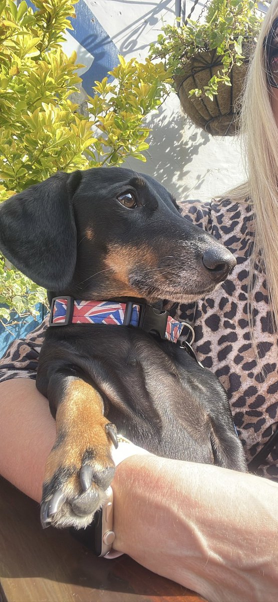 PicklesDexter's tweet photo. Chill 😎 #Chilling #chill #weekendvibes #BankHolidayWeekend https://t.co/wdwt6GGigI