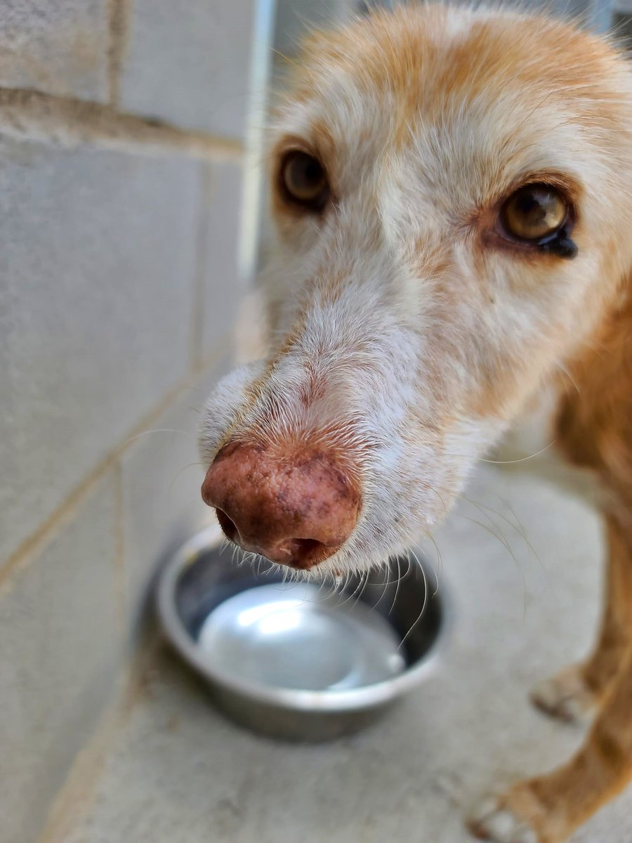 SosAbuelos1's tweet photo. #TARRAGONA
No queremos que #XULA pase el verano en la prote, son 13 añitos, y tanto calor le hace mal 😔

La queremos mucho, es una dulzura de animalito.

Buscamos una acogida hasta que suene la campana de la adopción...
Que esté bien atendida, nosotros ayudaremos en todo. ¡¡Lo deseamos tanto!. 🙏

Profaunaterresdelebre@gmail.com