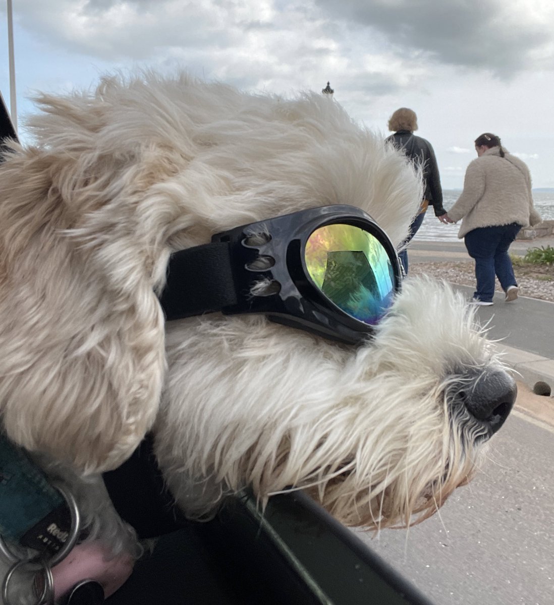 DarwinDaDog's tweet photo. On the way to the beach 🕶️ vs at the beach 🏖️ https://t.co/ZTxn7lxl2s