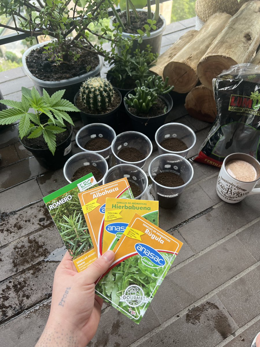 juancervezas's tweet photo. Siembra de hoy: Rúgula pa las ensaladas y el resto para coctelear🌱 https://t.co/1LTmgXVGS4