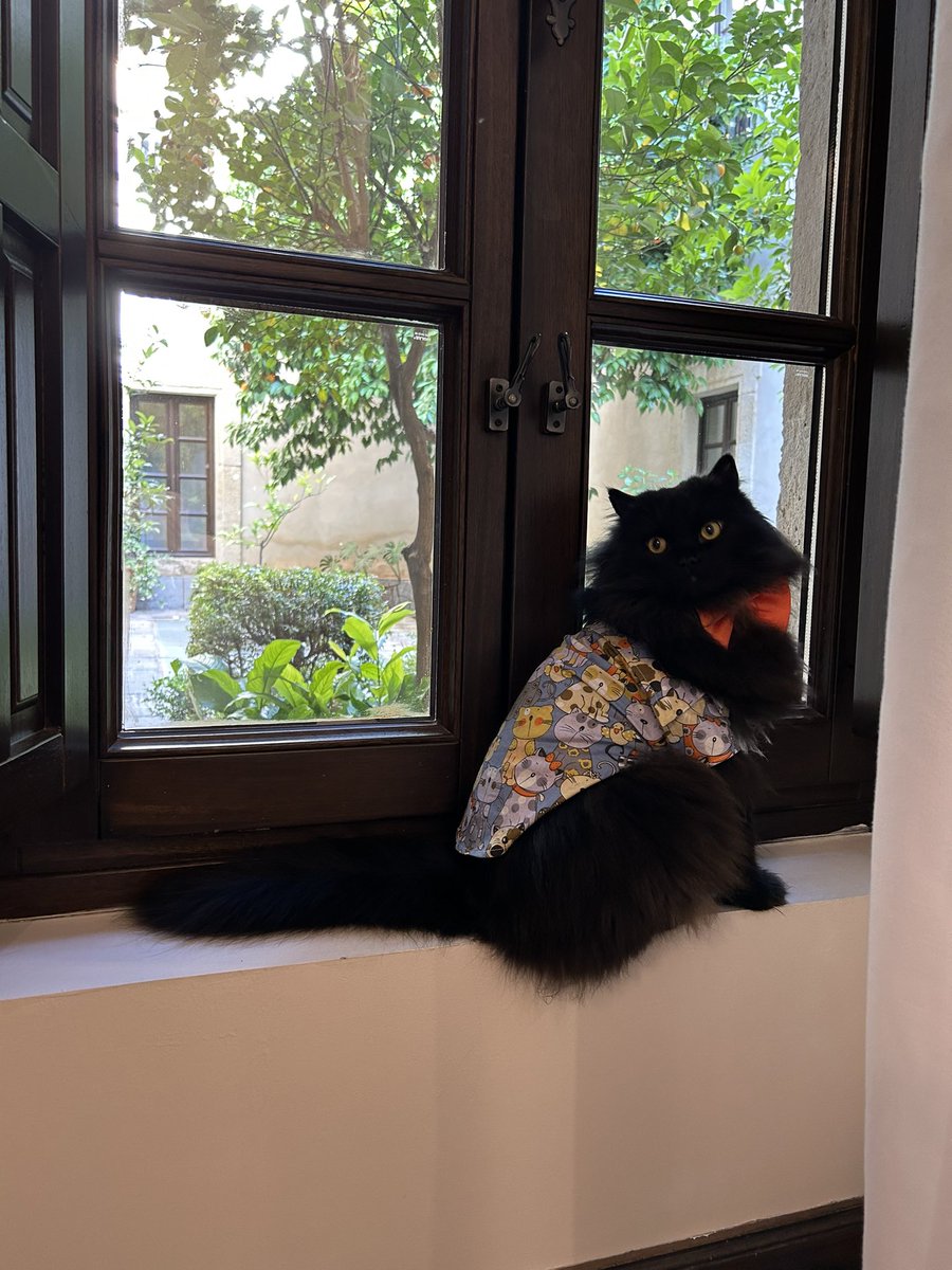 Córdoba! 🇪🇸
I like my window! 🐾

#petfriendly #petfriendlyhotel #cat #meowlidays #gato #cordoba