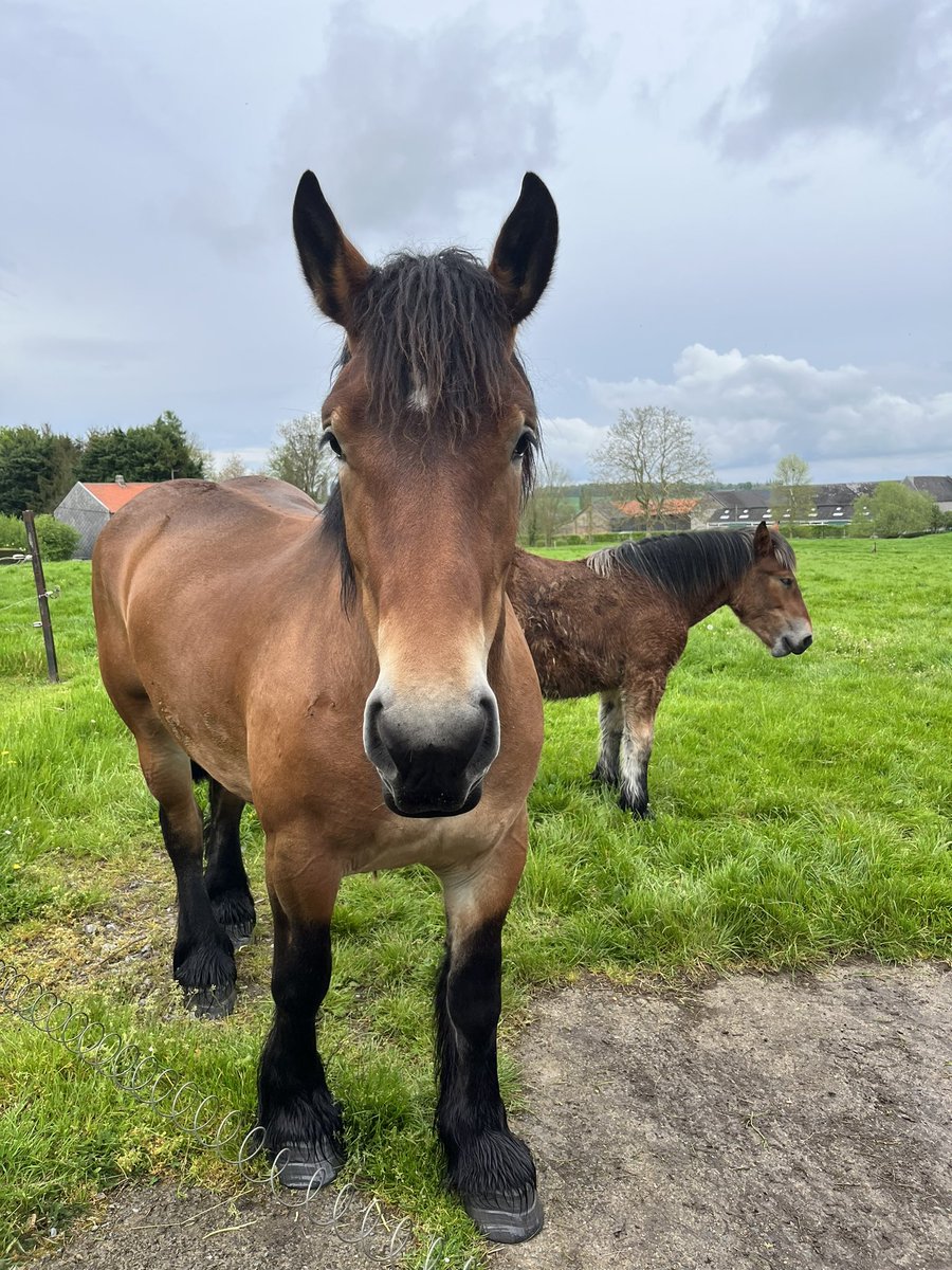 ChloeFaucon11's tweet photo. Des nouveaux arrivants 🐴 https://t.co/iHMPi5I4rO