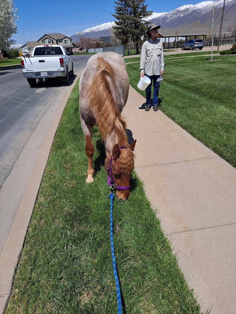 Another cute picture of Mia mowing the lawn. My husband is back there, ready to pick up whatever comes out her end. He is such a saint!