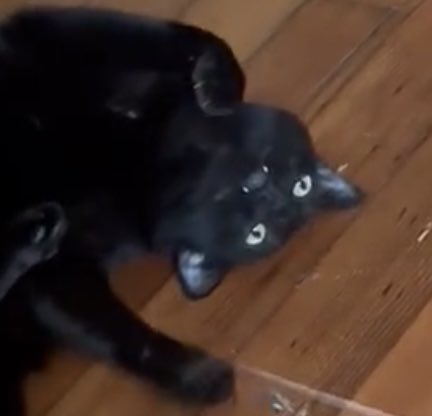 Victoria Wang tweet media