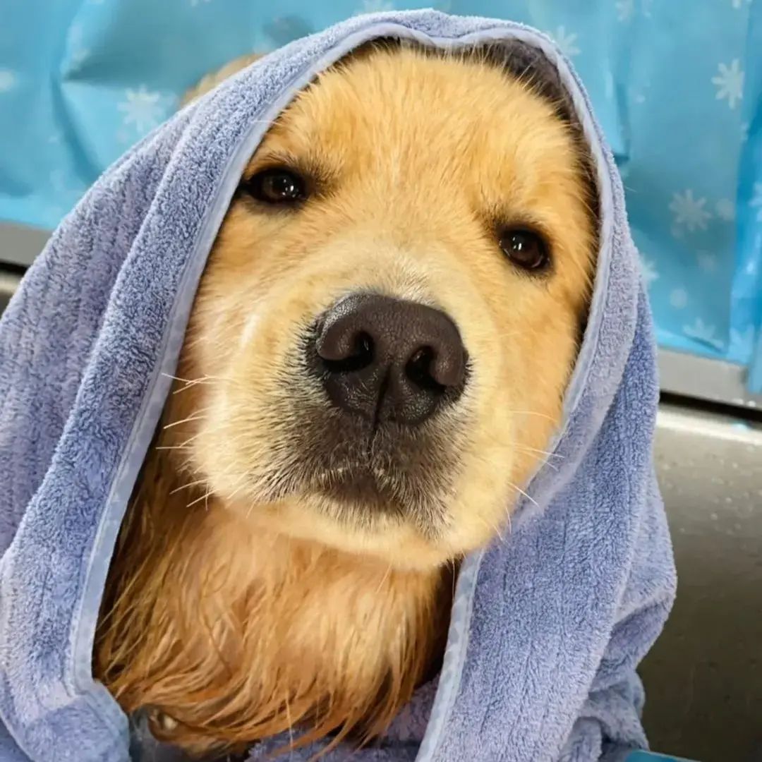 Spa day 😂❤️ Rate This Cuteness 10-100??📷📷 - #dog #dogs #scotland #dogsoftwitter #Easter2023 #captainchaos #puppylove #puppies #goldenretriever