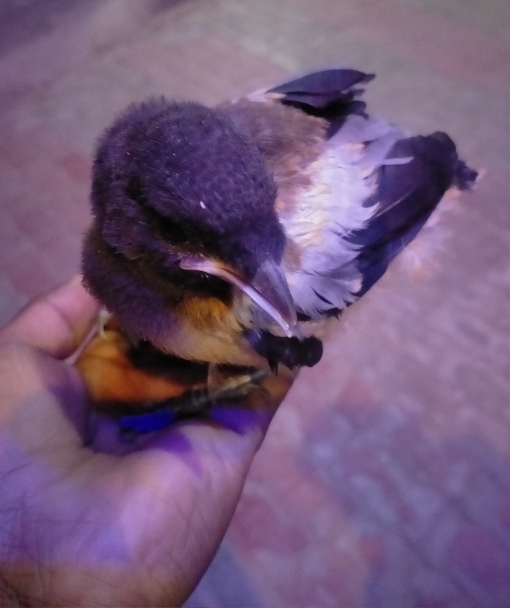 samratrakesh_'s tweet photo. घोसलें में बैठा पंछी नादान है,
उसे नही पता क्या उड़ान है,
जब वो पंख फैलाएगा तभी तो जानेगा
क्या उसकी असली पहचान है।
#selfcaptured❣️👌
#sundayvibes
#inownhands
#goodnight
@samratrakesh_
@Actressleslie26
@Teacher_Shivani
@UtkarshaDwived2 https://t.co/lWFK2orckI