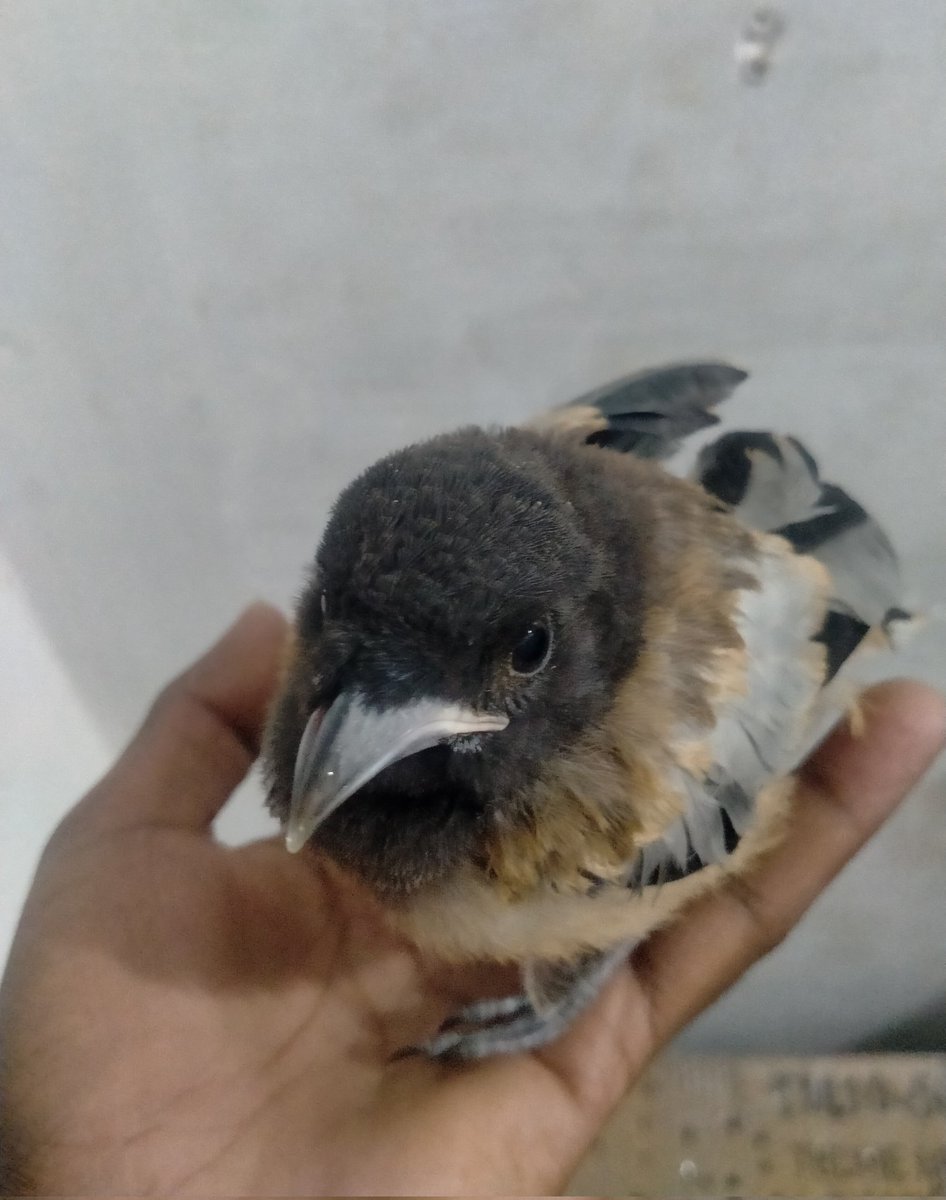 samratrakesh_'s tweet photo. घोसलें में बैठा पंछी नादान है,
उसे नही पता क्या उड़ान है,
जब वो पंख फैलाएगा तभी तो जानेगा
क्या उसकी असली पहचान है।
#selfcaptured❣️👌
#sundayvibes
#inownhands
#goodnight
@samratrakesh_
@Actressleslie26
@Teacher_Shivani
@UtkarshaDwived2 https://t.co/lWFK2orckI