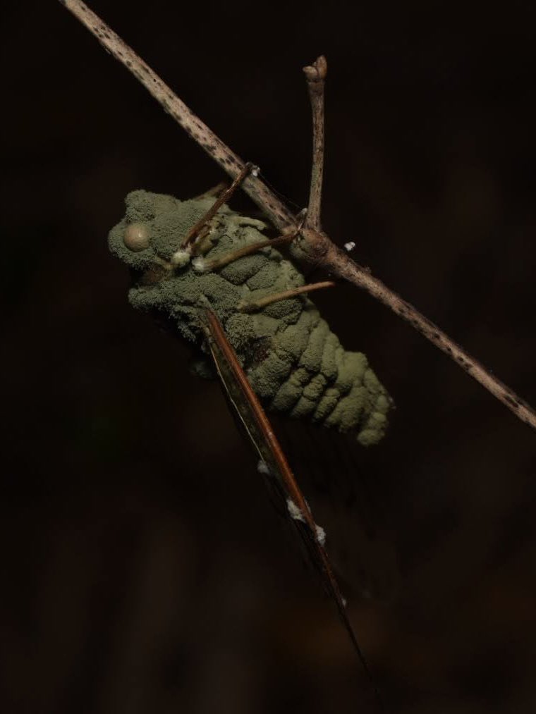 あれだけ懸命に鳴いていたヒグラシの命が、最期は静かに蝕まれもの言わぬ菌に置き換わる

晩夏の林床で見られるMetarhiziumの美しさは印象深い