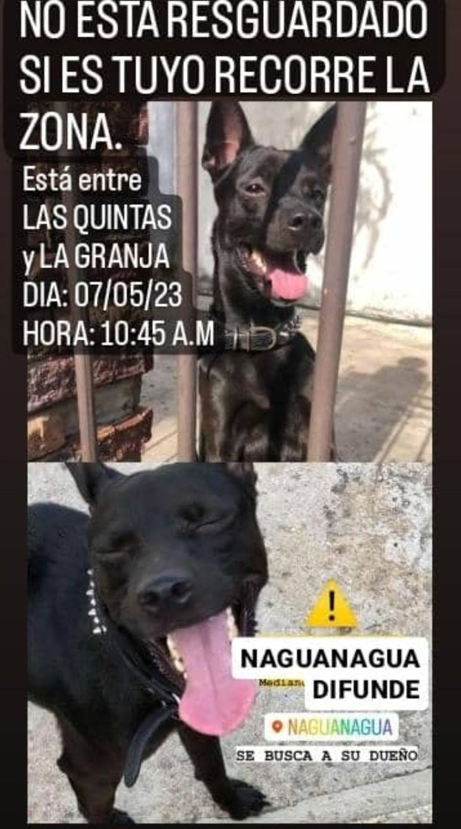 Se busca a su familia. #carabobo #naguanagua.  Esperemos que no lo hayan botado 💔. Urge Resguardar para evitar q lo atropellen hasta q aparezca su familia o alguien q lo adopte 🙏 <a href="/Noti_Naguanagua/">Notinaguanagua</a> <a href="/bomberuc/">Bomberos de la Universidad de Carabobo</a> <a href="/QpasoNaguanagua/">Qué pasó Naguanagua</a> <a href="/VP_Naguanagua/">Voluntad Popular Naguanagua</a> <a href="/quintas_norte/">Vecinos Quintas Del Norte</a> <a href="/GranjaActiva/">La Granjas Quintas Activa</a> #difundir