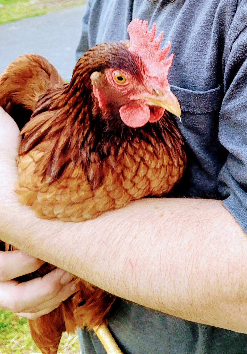 1DISTORTEDDREAM's tweet photo. Allow me to introduce Egg Sheeran. She is the nicest chicken! @edsheeran 
#edsheeran #Coronation #chickens https://t.co/kWjIei9mw4