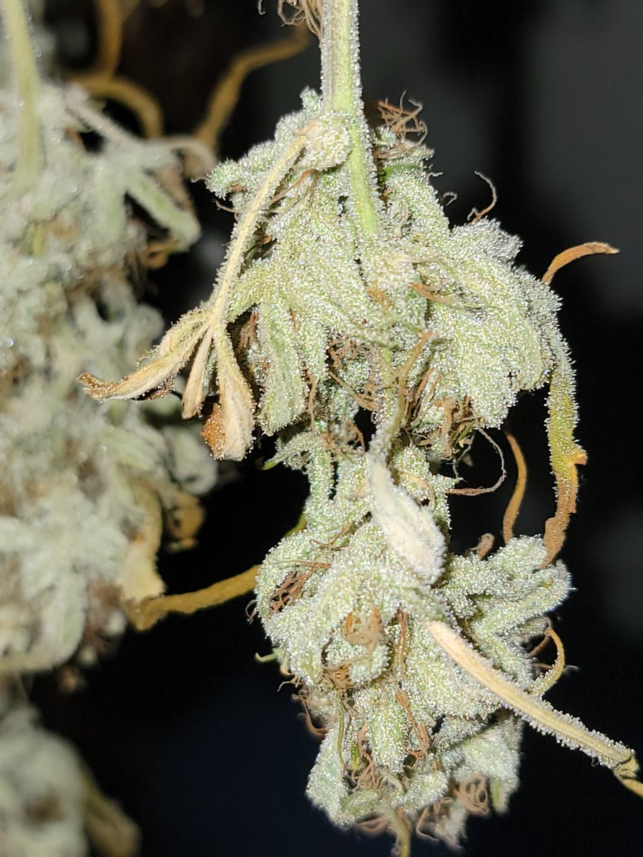 Mugnbug's tweet photo. @MephistoGenetic
#MYSTERY number 2
#marshydro
#fce3000
#ANgrown
#autopot
#promixhp
#Mmemberville
#weedlife
#weedlovers https://t.co/Wk2e7oNLhn
