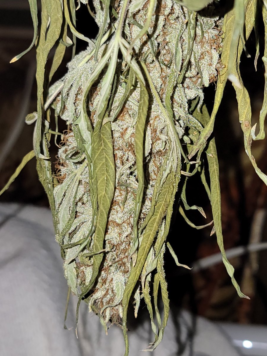 Mugnbug's tweet photo. @MephistoGenetic
#MYSTERY number 3
#marshydro
#fce3000
#ANgrown
#autopot
#promixhp
#Mmemberville
#weedlife
#weedlovers https://t.co/ZYEiN4r42w