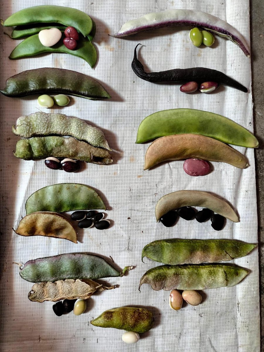 सेम और अनेक प्रकार
कुछ छूट भी गये होंगे 

साभार : चंदन आर्य गोंड #food #biodiversity #nature #NewsPptli