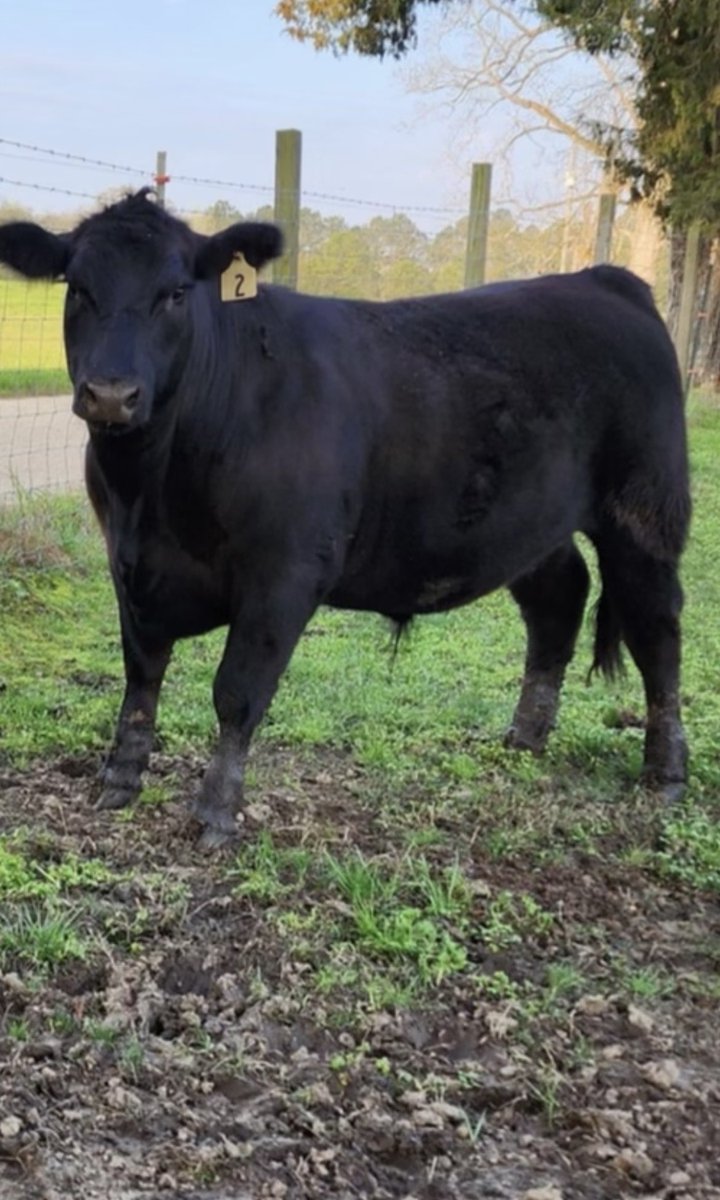 H2O_Woods's tweet image. From pasture, to skillet, to dry brine steaks, to filet off of cast iron. #FarmRaised #GodsGroceryStore   There was some farm raise pig in that skillet also.