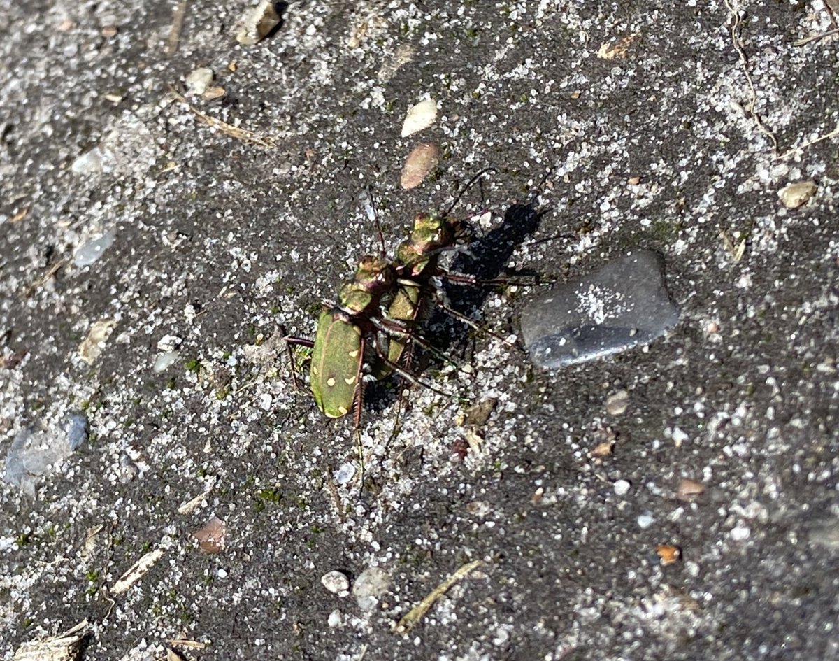 A couple of memorable moments with the beautiful green tiger beetle (Cincindela campestris) #nature #suffolk @SuffolkAONB