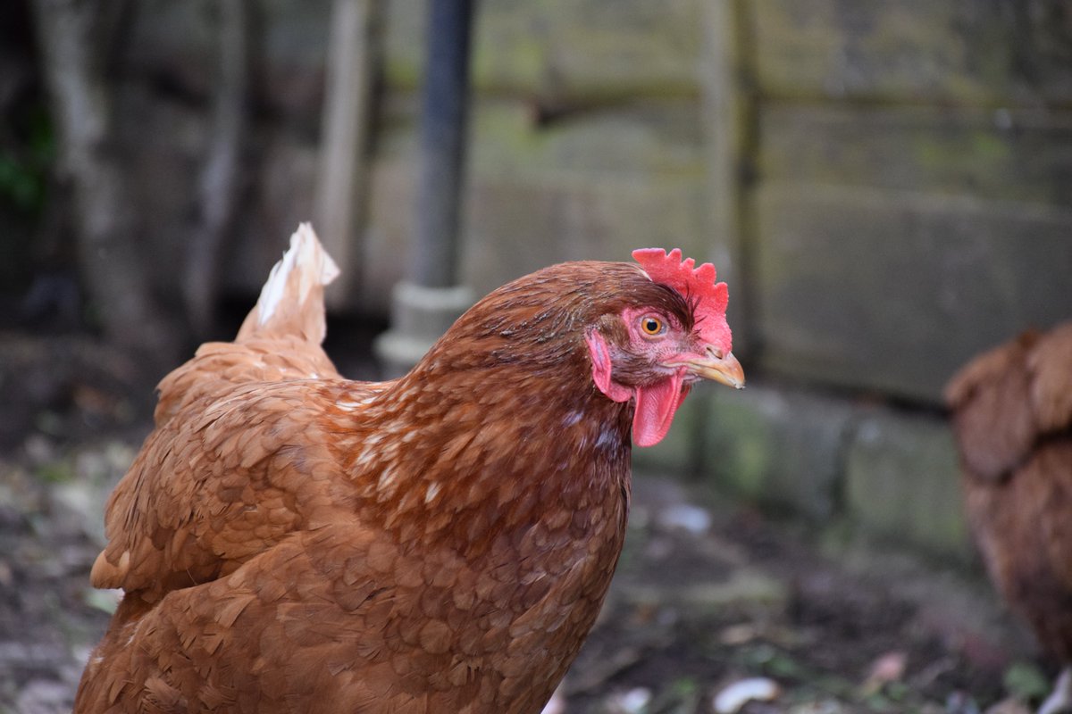 MyGarden_Uk's tweet photo. Looking Boss Chicken!

#Chickens #Sunday #Sunshine #BossChicken https://t.co/Q63NhASM7m
