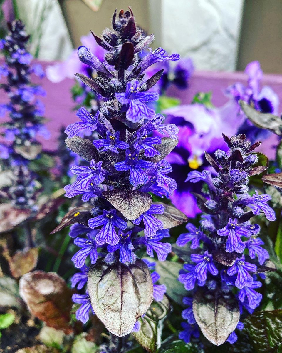 ThePottingYard's tweet photo. 🇬🇧👑Royal colours 👑 🇬🇧 #garden #gardenblogger #urbangardener #flowers #plants https://t.co/uQ83cOzXbZ