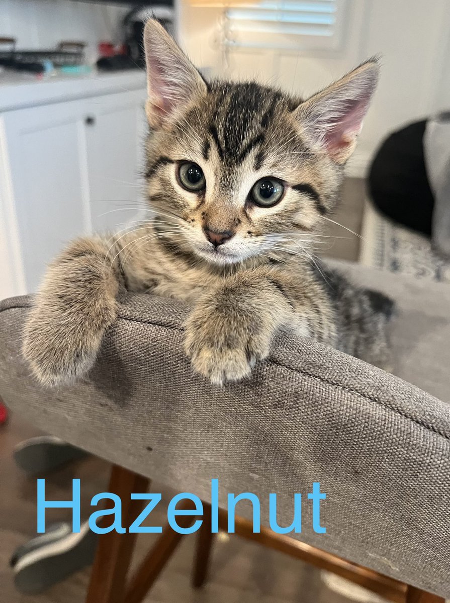 TaraAnimals's tweet photo. Help Hazelnut find her way home. https://t.co/n7a3DUoS77