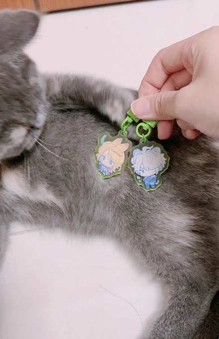 got these little guys from  !! They're too cute 