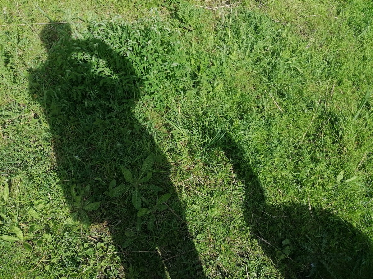 laurencear's tweet photo. Shadow selfie with a friend
#SwanSwanH #SwanFriends #MrWest https://t.co/HGiowWQm1V