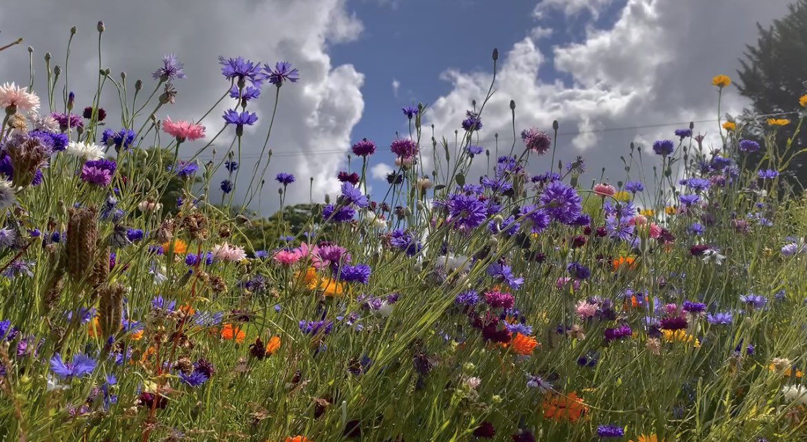 WaltzGarden's tweet photo. It’s no wonder cornflowers often appear in paintings. Not only are the beautiful in a range of colours, they have a high bee nectar count, as well as being edible for dyes and food colourings. Rich in anti-oxidants a single plant can give 800 seeds. A ratio of 1:800 is not bad! https://t.co/Vi6nsfyPiL