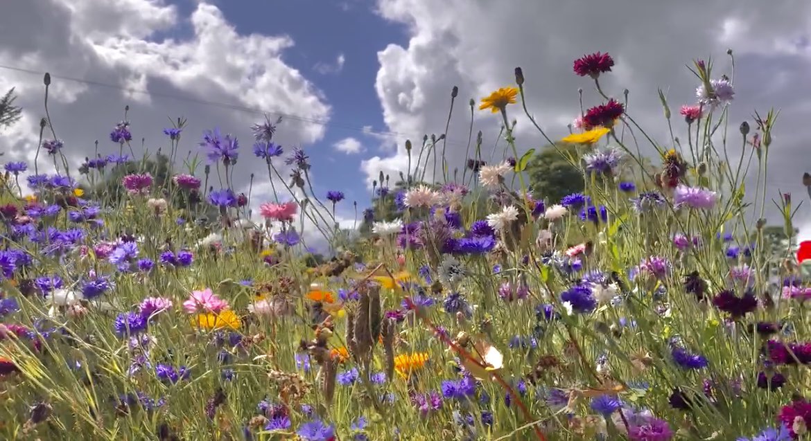 WaltzGarden's tweet photo. It’s no wonder cornflowers often appear in paintings. Not only are the beautiful in a range of colours, they have a high bee nectar count, as well as being edible for dyes and food colourings. Rich in anti-oxidants a single plant can give 800 seeds. A ratio of 1:800 is not bad! https://t.co/Vi6nsfyPiL