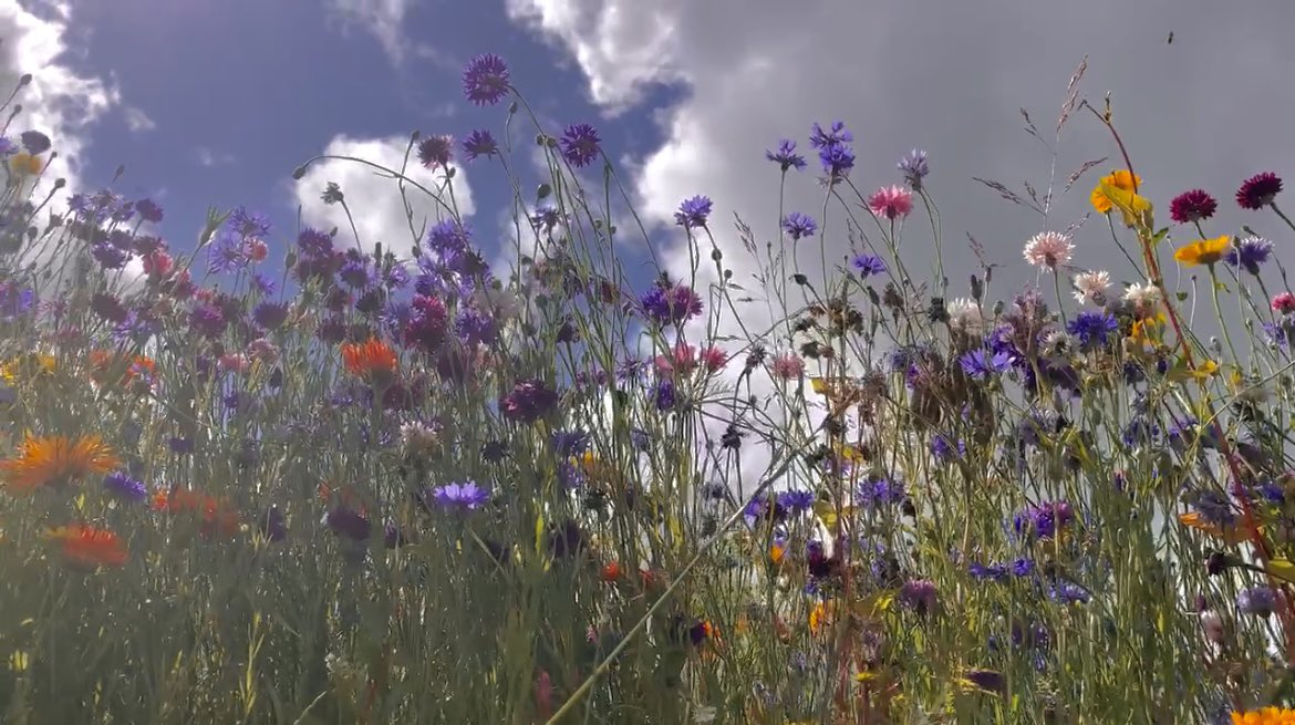 WaltzGarden's tweet photo. It’s no wonder cornflowers often appear in paintings. Not only are the beautiful in a range of colours, they have a high bee nectar count, as well as being edible for dyes and food colourings. Rich in anti-oxidants a single plant can give 800 seeds. A ratio of 1:800 is not bad! https://t.co/Vi6nsfyPiL