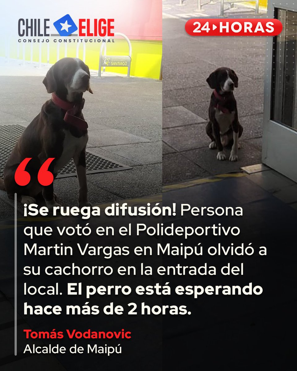 24HorasTVN's tweet photo. 🗳️🇨🇱 ¡ATENCIÓN! El alcalde de #Maipú @TomasVodanovic hizo un llamado en sus redes sociales para encontrar a los dueños de este cachorro. 

📡 Señal 24horas ➡️ https://t.co/dScQTp6tzj https://t.co/ddEEQCgd0T