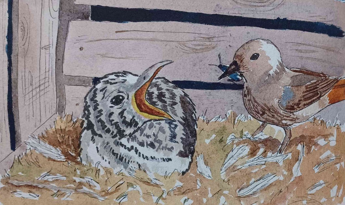dark_ice_dragon's tweet photo. ‘Bonus’ prompt for sketchadayapp. There’s a bonus chick in this nest! :) #cuckoo #birds #watercolour https://t.co/Lzf4ASa18A