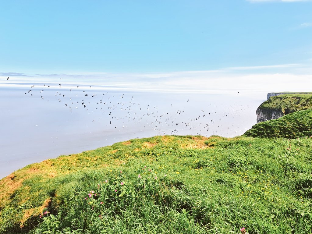 Lovely day today...bit of nature spotting for #TeamHickman. First we went to @Natures_Voice #Bempton to do some #BirdSpotting.