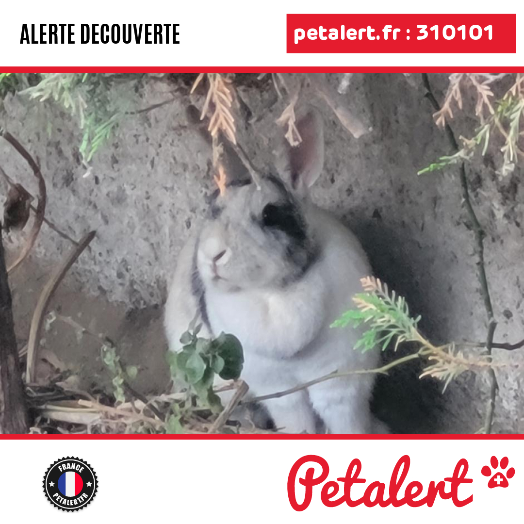 petalert_france's tweet photo. Trouvé #Lapin #PyreneesOrientales #Perpignan #Petalert #PetAlert66 / https://t.co/lXUSXCMZBl https://t.co/skcqddb9QT
