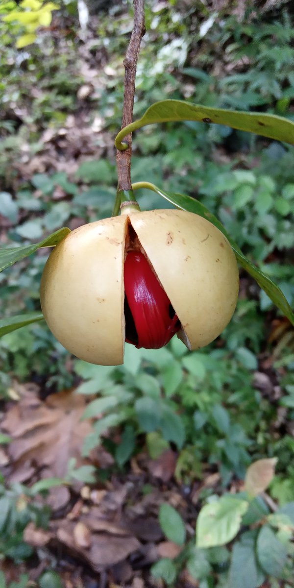 laperancis's tweet photo. Myristica fragrans Halmahera https://t.co/qmcuohzy5a