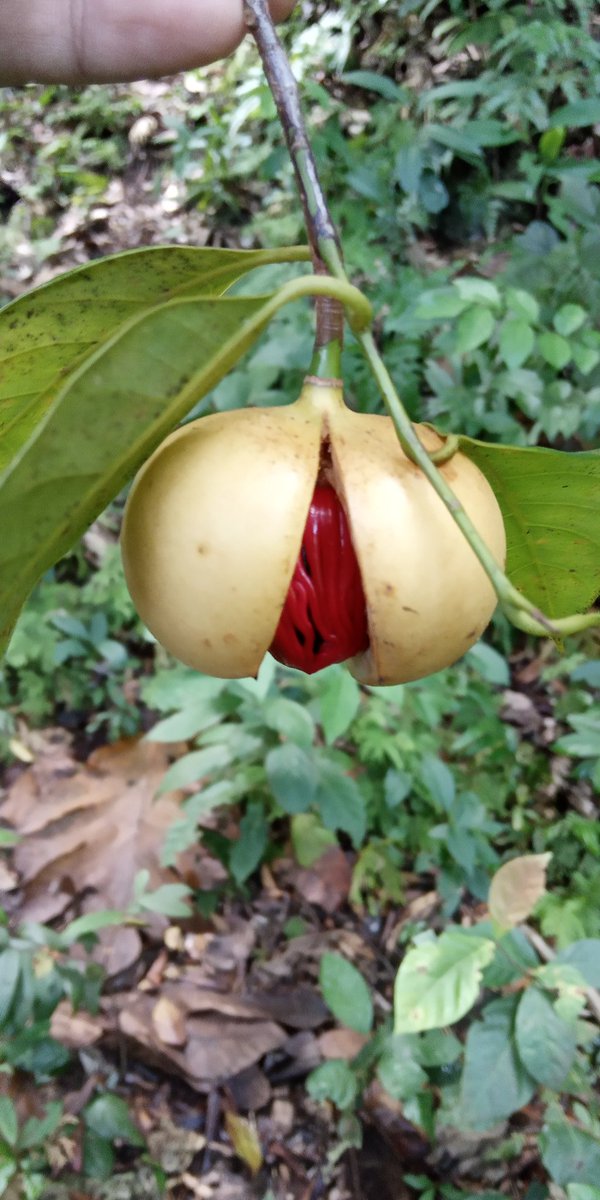 laperancis's tweet photo. Myristica fragrans Halmahera https://t.co/qmcuohzy5a
